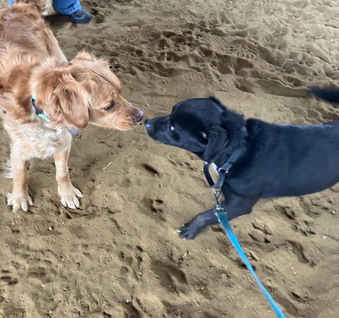 Enlarge Gilly, a Adoptable mixed breed in Novelty, OH image 2/6