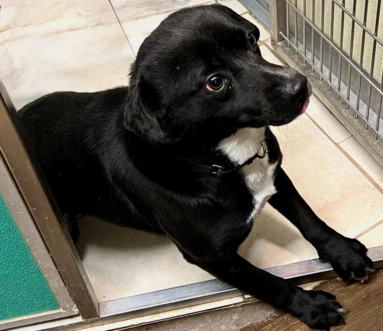 Enlarge Gilly, a Adoptable mixed breed in Novelty, OH image 2/5