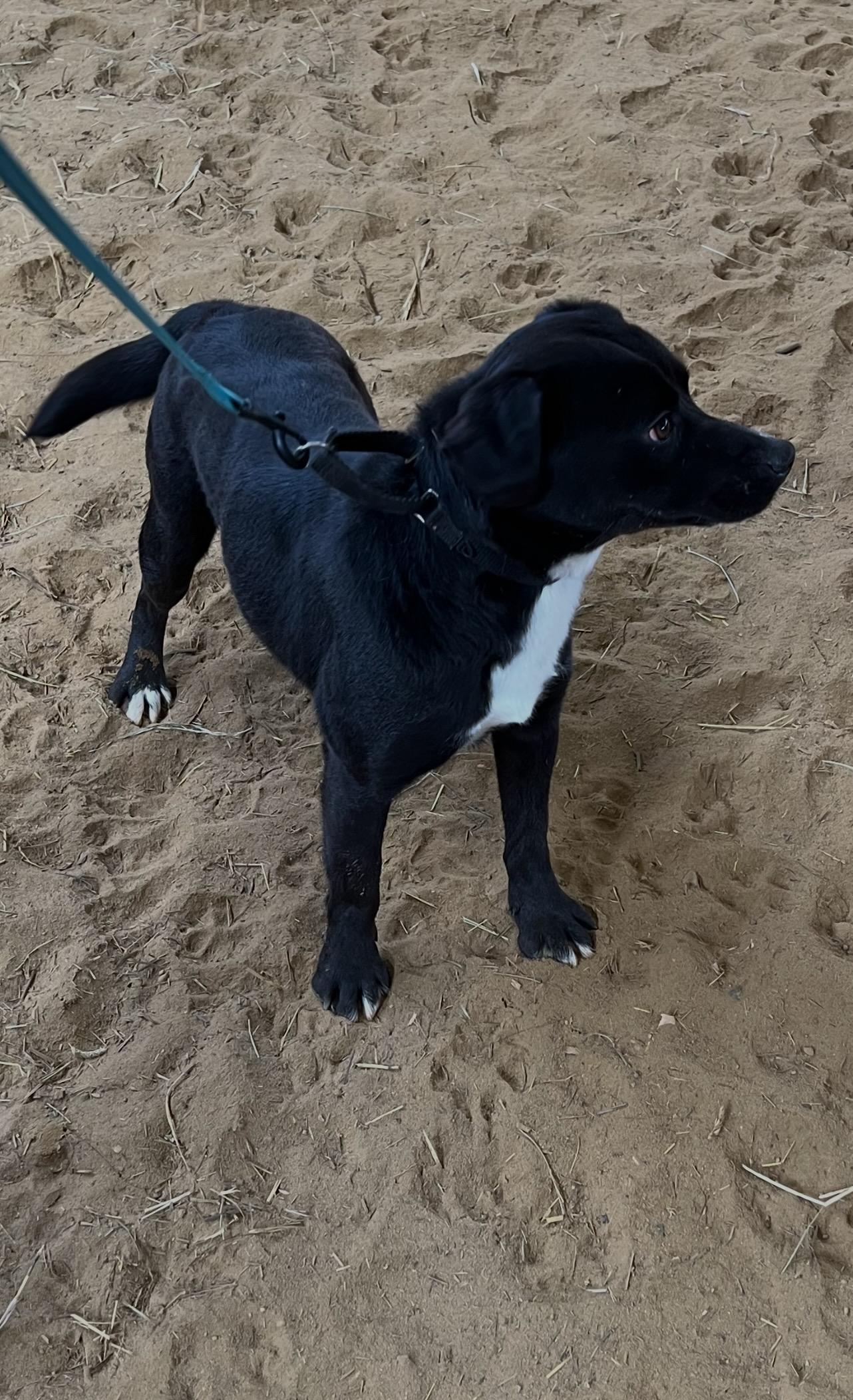 Enlarge Gilly, a Adoptable mixed breed in Novelty, OH image 3/6