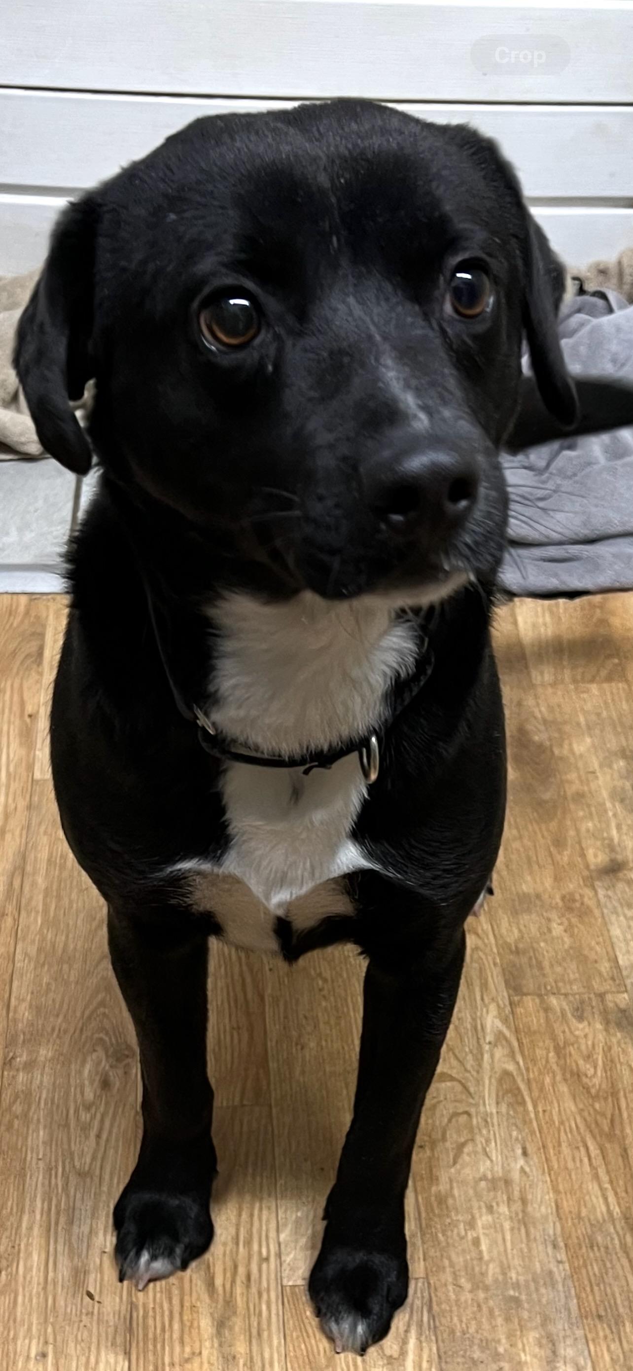 Enlarge Gilly, a Adoptable mixed breed in Novelty, OH image 1/5