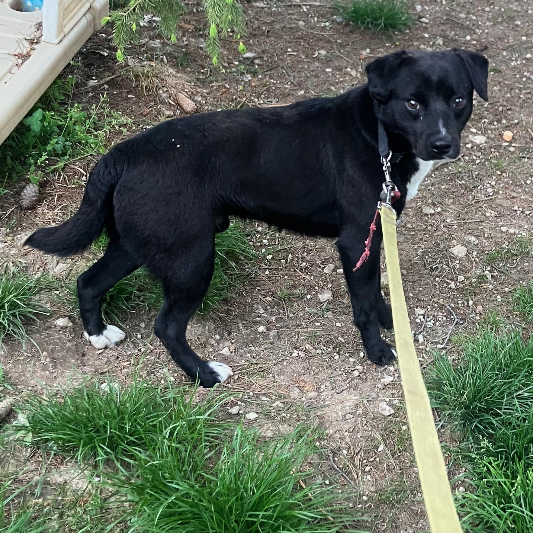 Gilly, a Adoptable mixed breed in Novelty, OH image 1/3