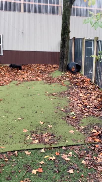 Enlarge Gilly, a Adoptable mixed breed in Novelty, OH video 2/3