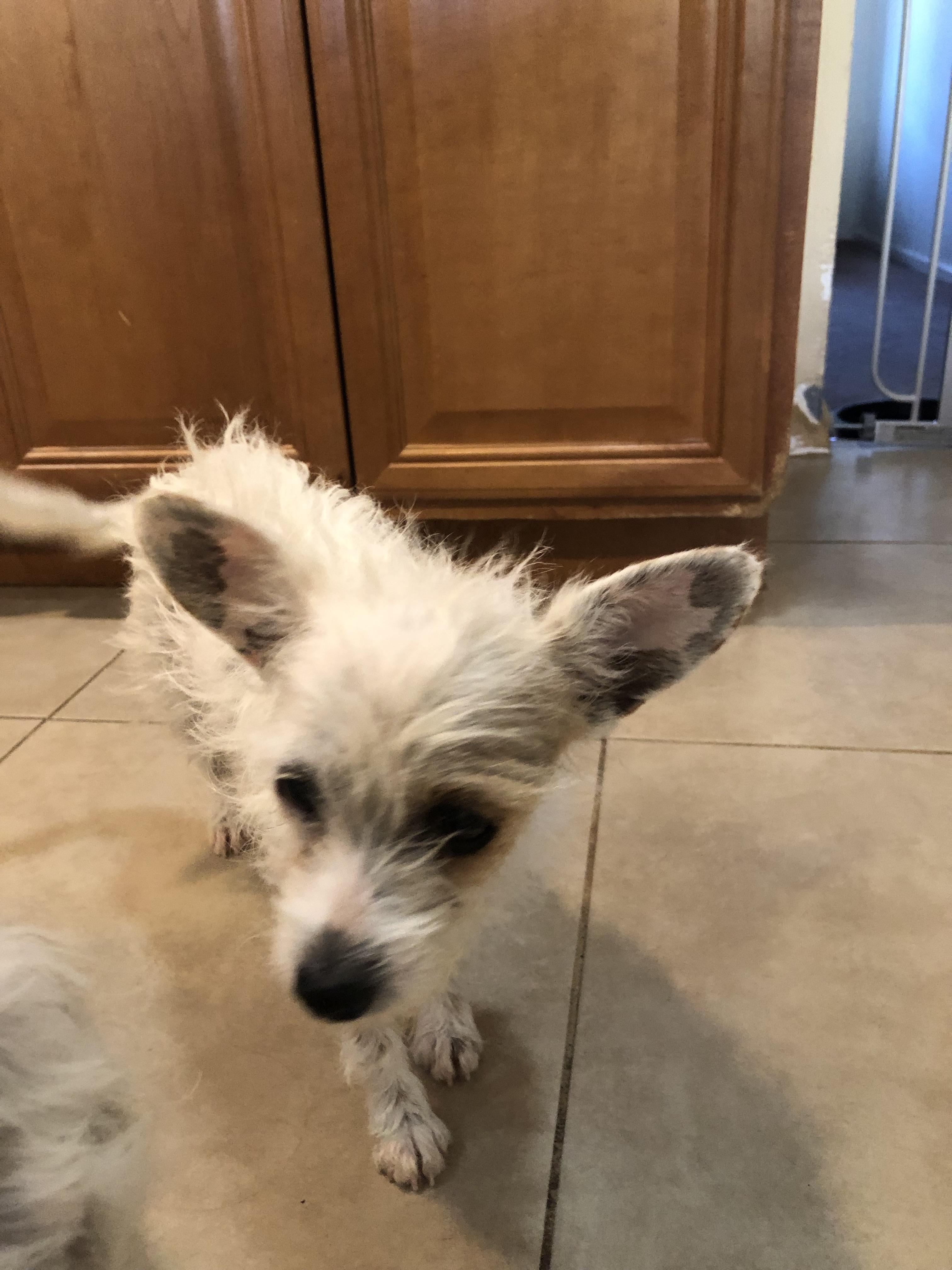 Fae, Adopted, Adult Female Chinese Crested Dog.