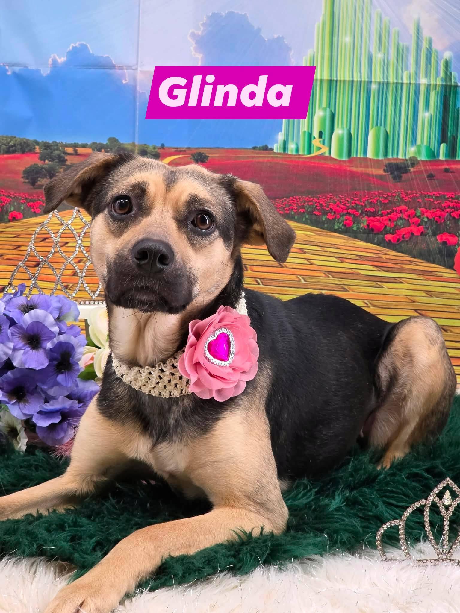 Enlarge GLINDA, a ADOPTABLE mixed breed in Sevierville, TN image 1/4