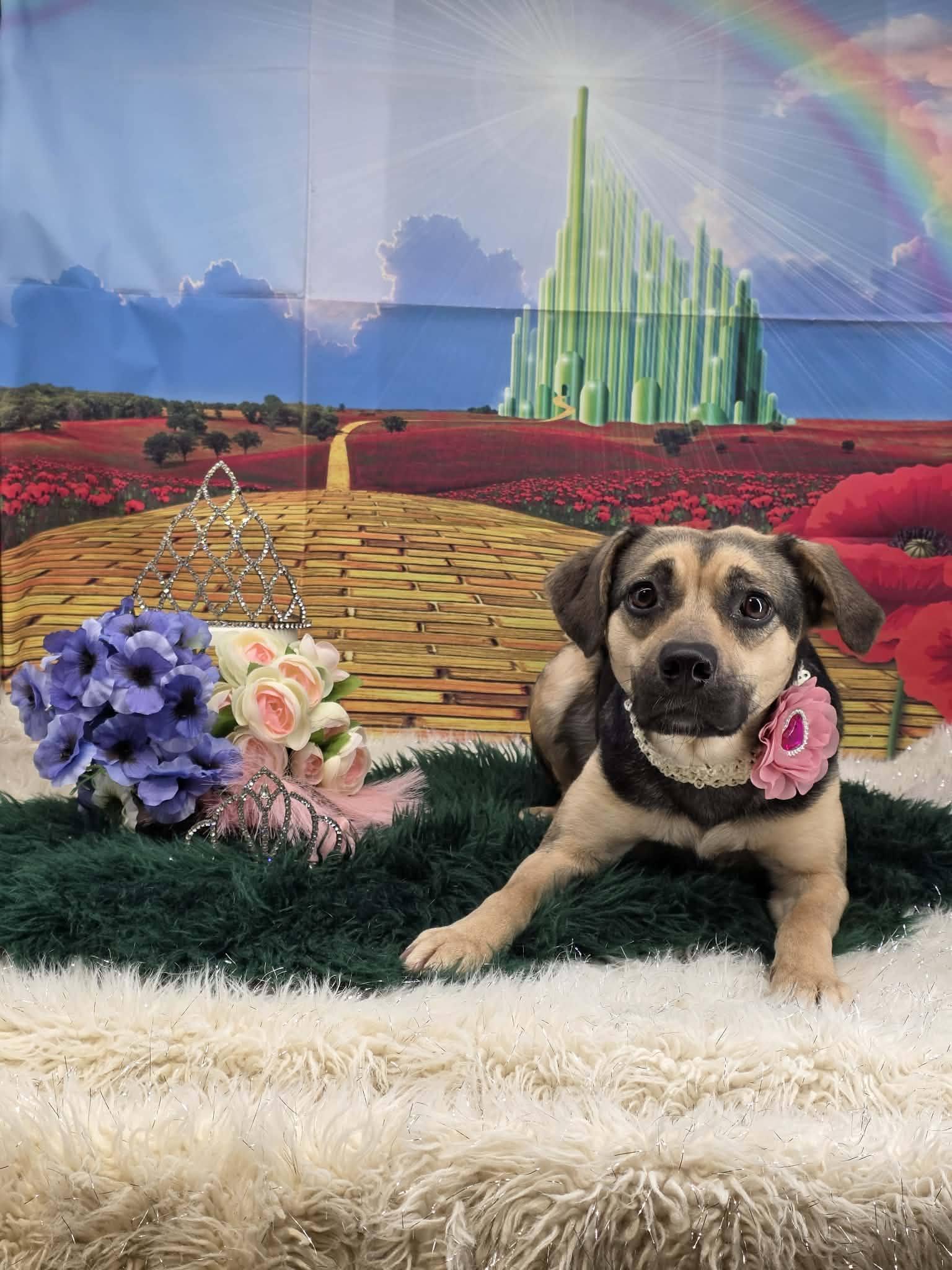 Enlarge GLINDA, a ADOPTABLE mixed breed in Sevierville, TN image 4/4