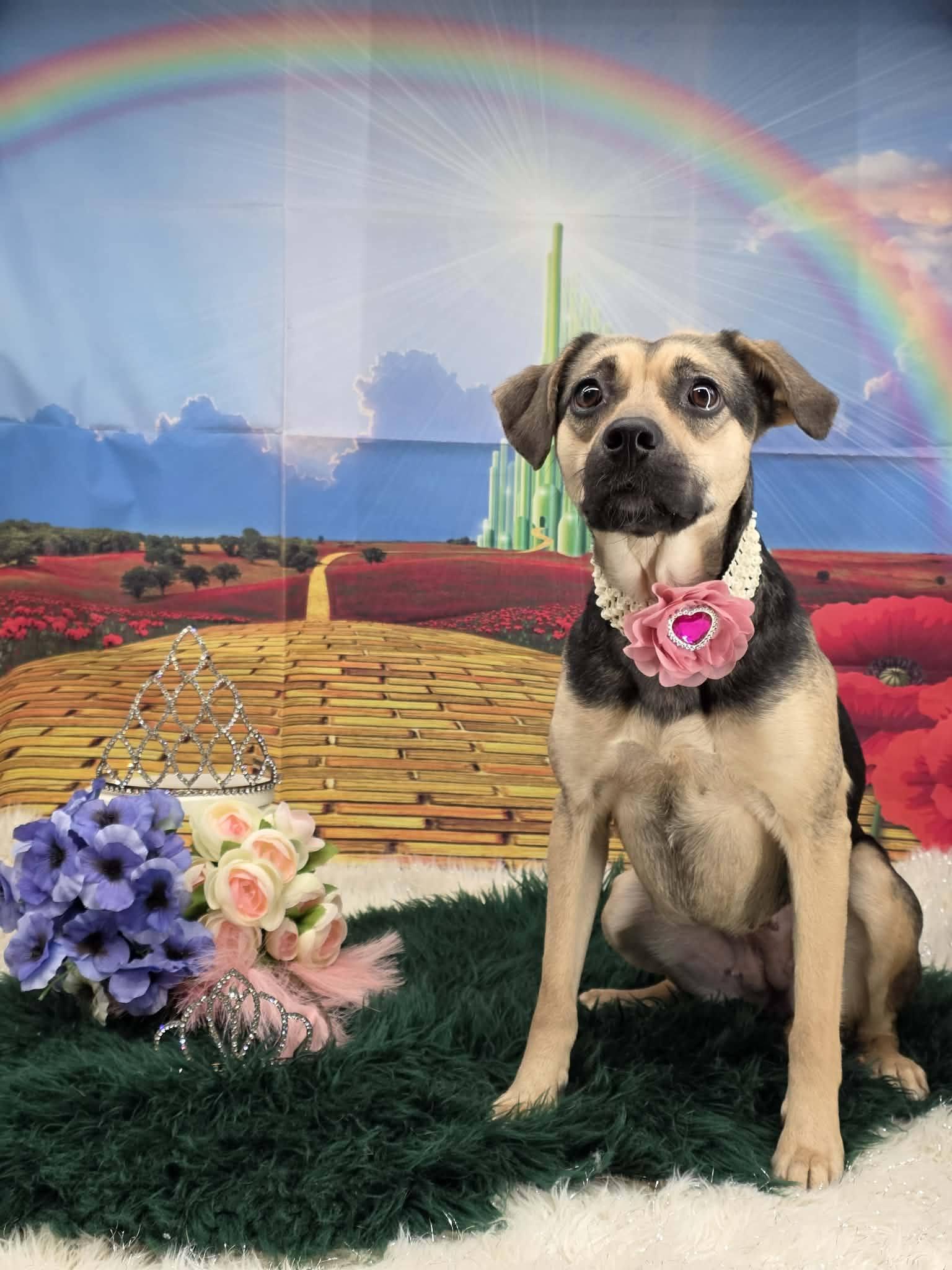 Enlarge GLINDA, a ADOPTABLE mixed breed in Sevierville, TN image 2/4