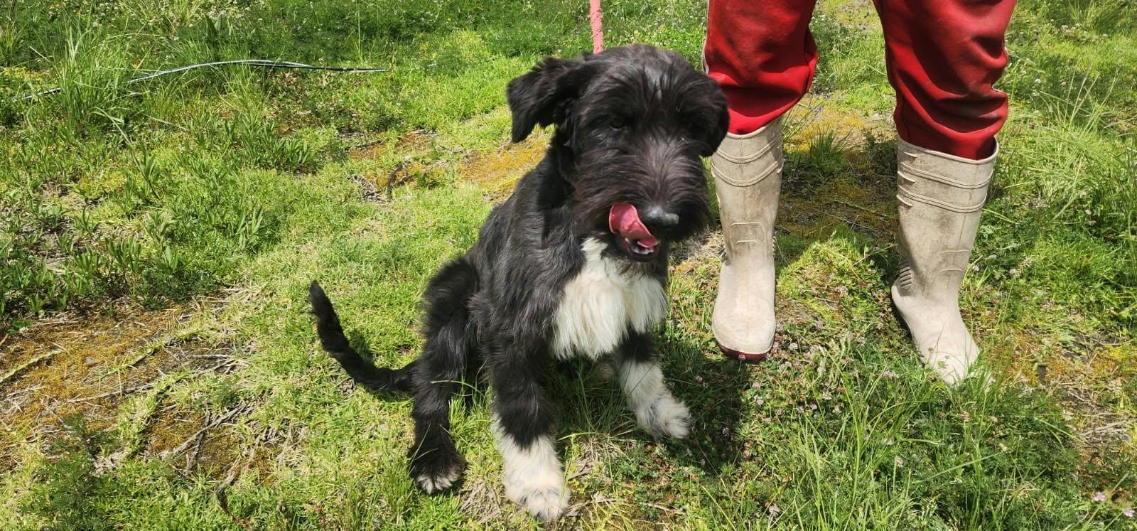 Enlarge Agatha, a Adoptable Miniature Schnauzer in Woodstock, ON image 2/5