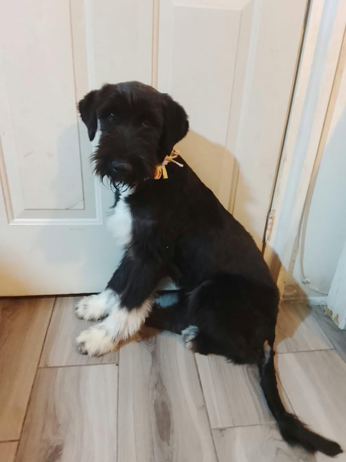 Agatha, Adoptable, Young Female Miniature Schnauzer.
