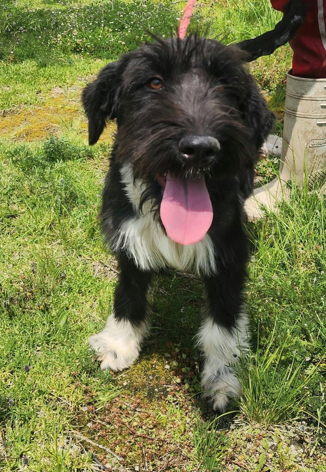 Enlarge Agatha, a Adoptable Miniature Schnauzer in Woodstock, ON image 4/5