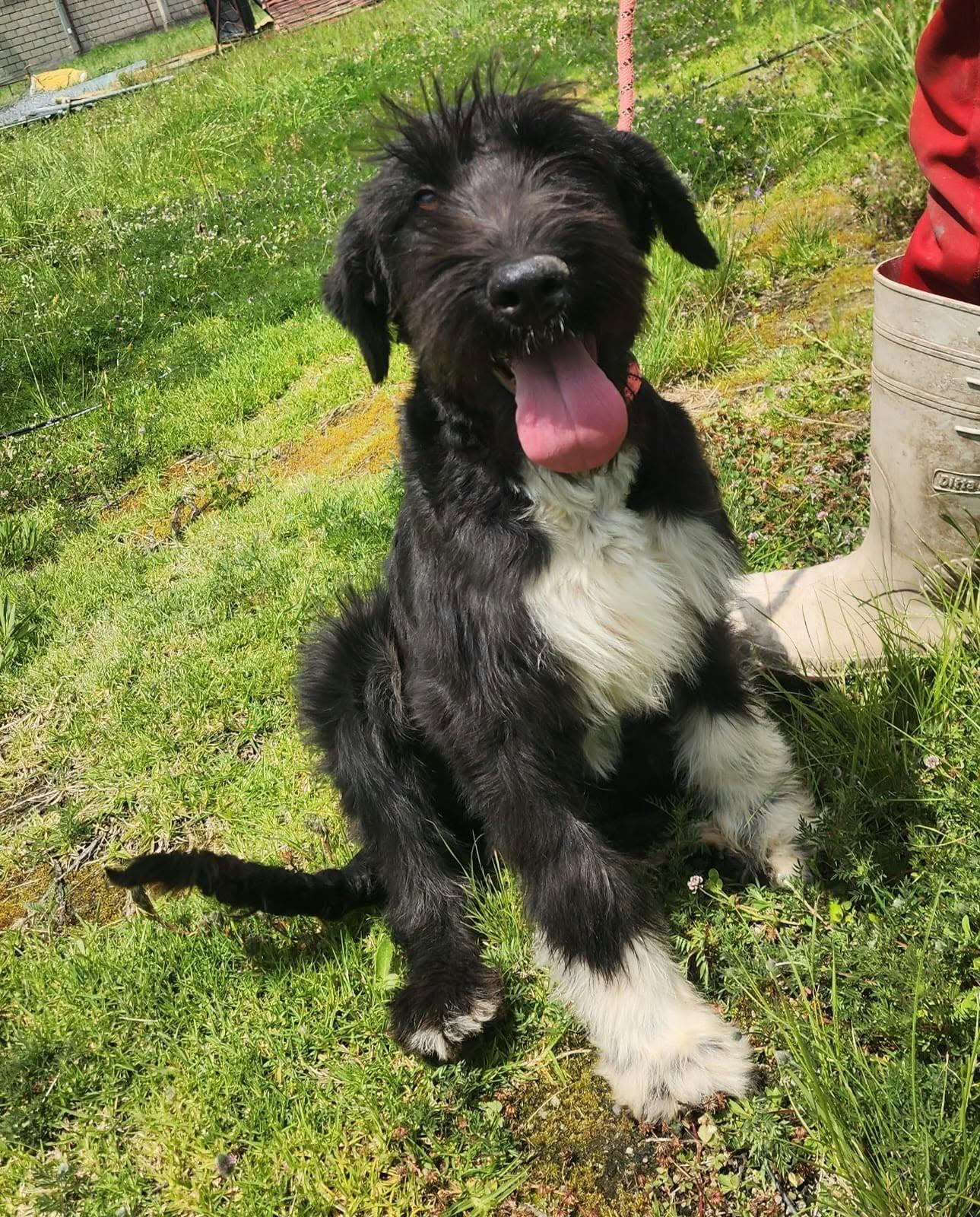 Enlarge Agatha, a Adoptable Miniature Schnauzer in Woodstock, ON image 5/5