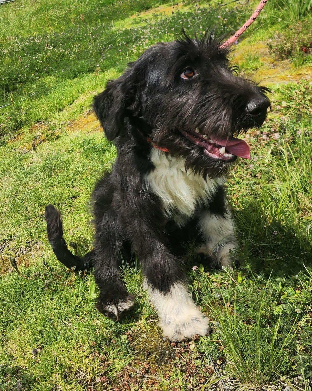 Enlarge Agatha, a Adoptable Miniature Schnauzer in Woodstock, ON image 3/5