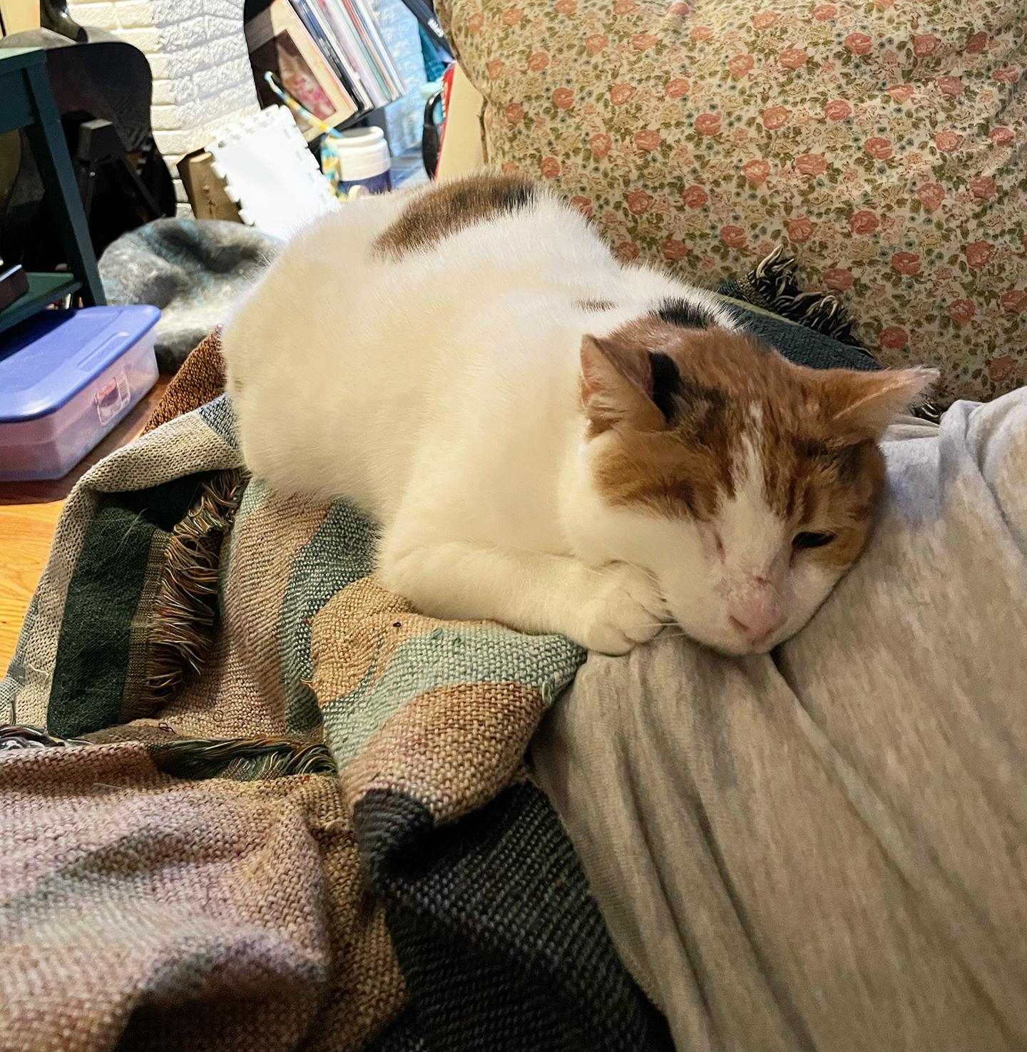 Rosie Mountain, a Adoptable Domestic Short Hair in Philadelphia, PA image 5/6