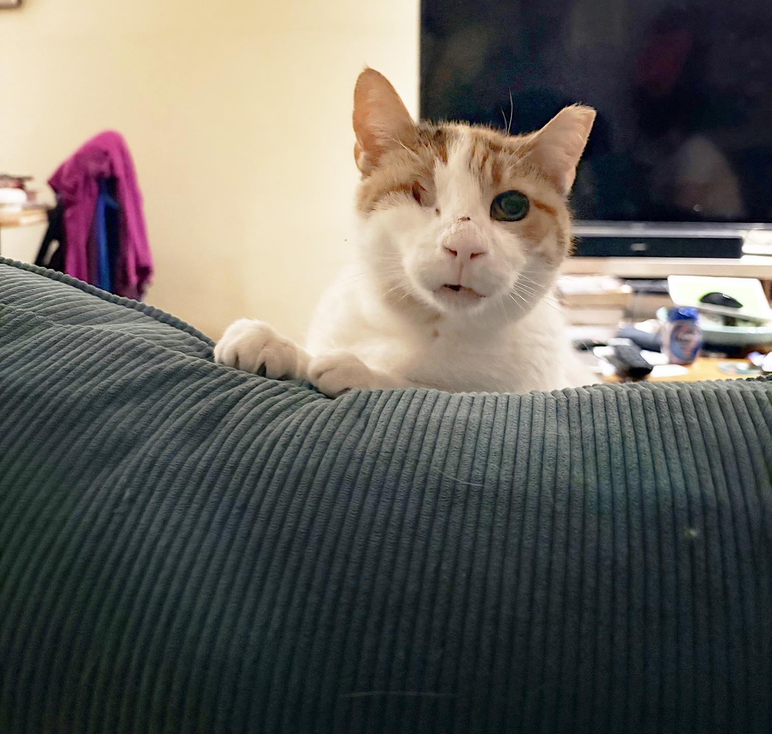 Rosie Mountain, a Adoptable Domestic Short Hair in Philadelphia, PA image 6/6