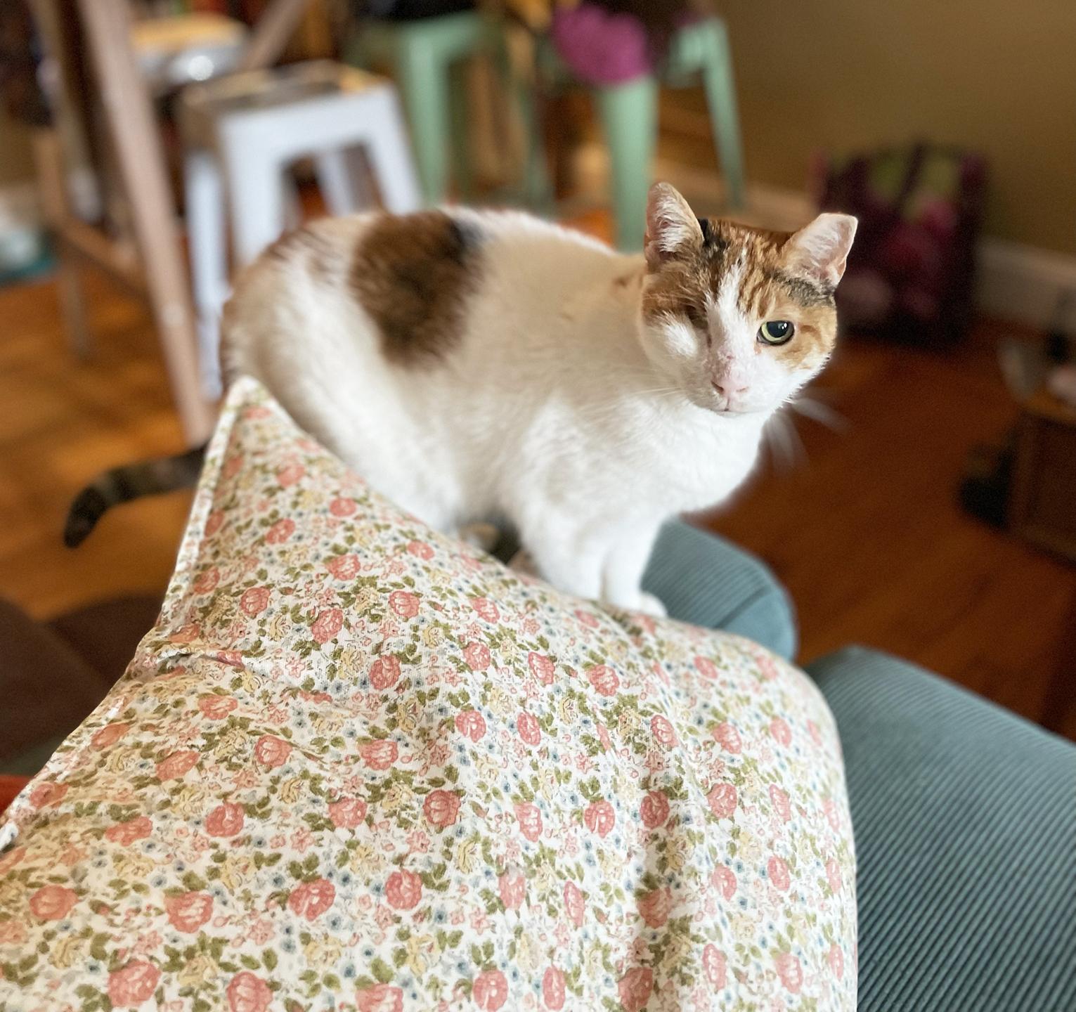 Rosie Mountain, a Adoptable Domestic Short Hair in Philadelphia, PA image 3/6