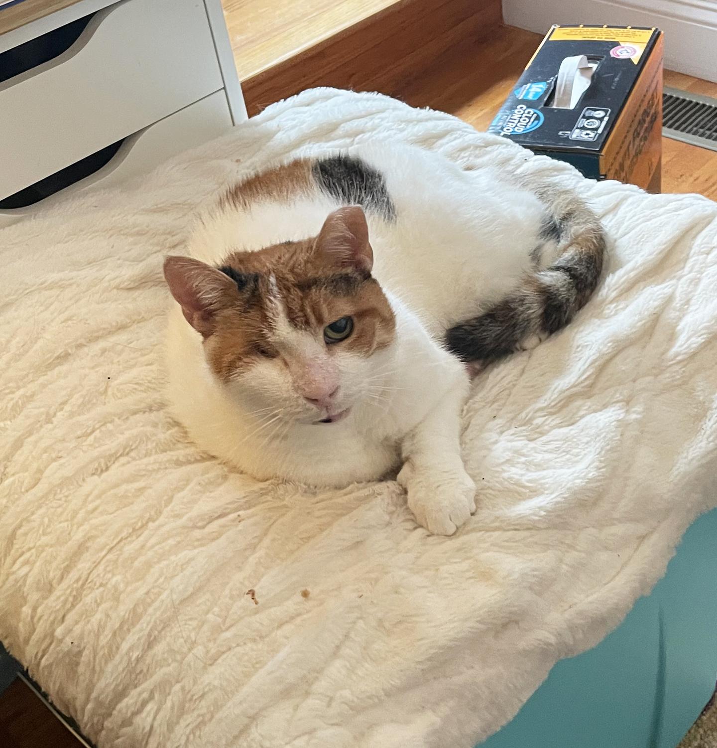 Rosie Mountain, Adoptable, Adult Female Domestic Short Hair.