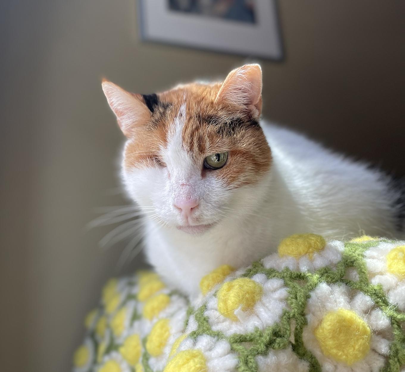 Rosie Mountain, a Adoptable Domestic Short Hair in Philadelphia, PA image 2/6