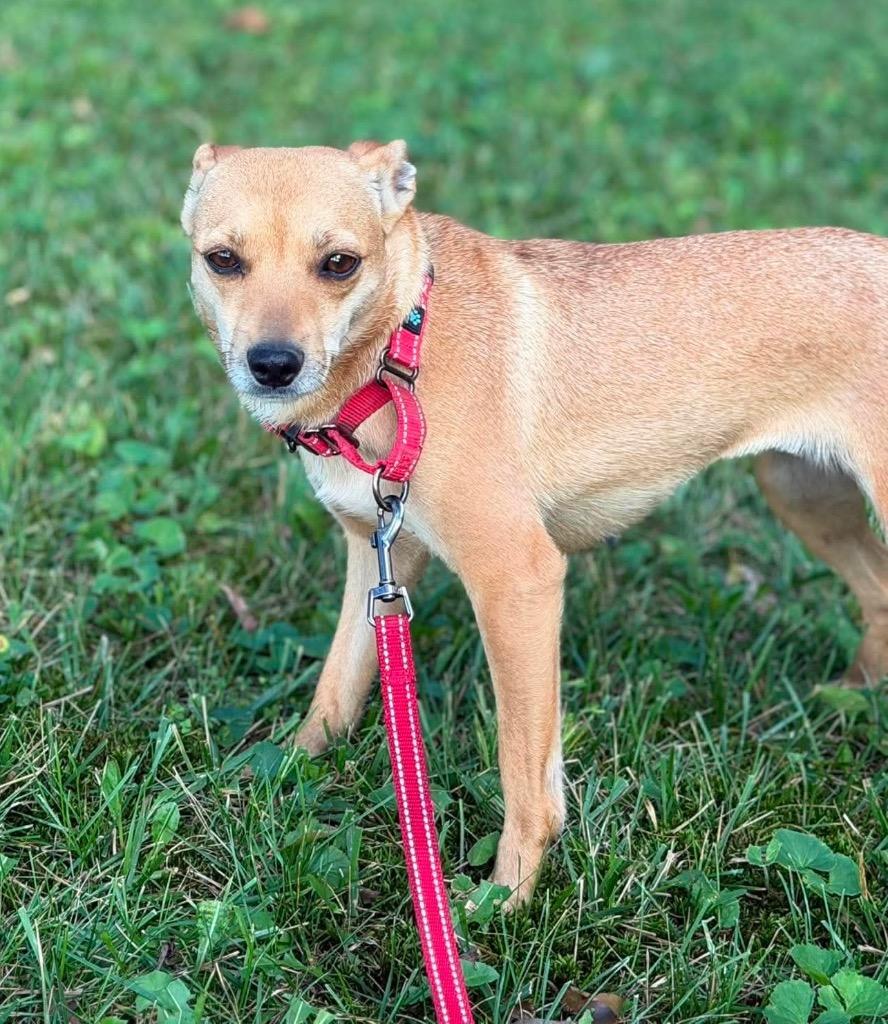 Revlon, Adoptable, Young Female Rat Terrier & Chihuahua.
