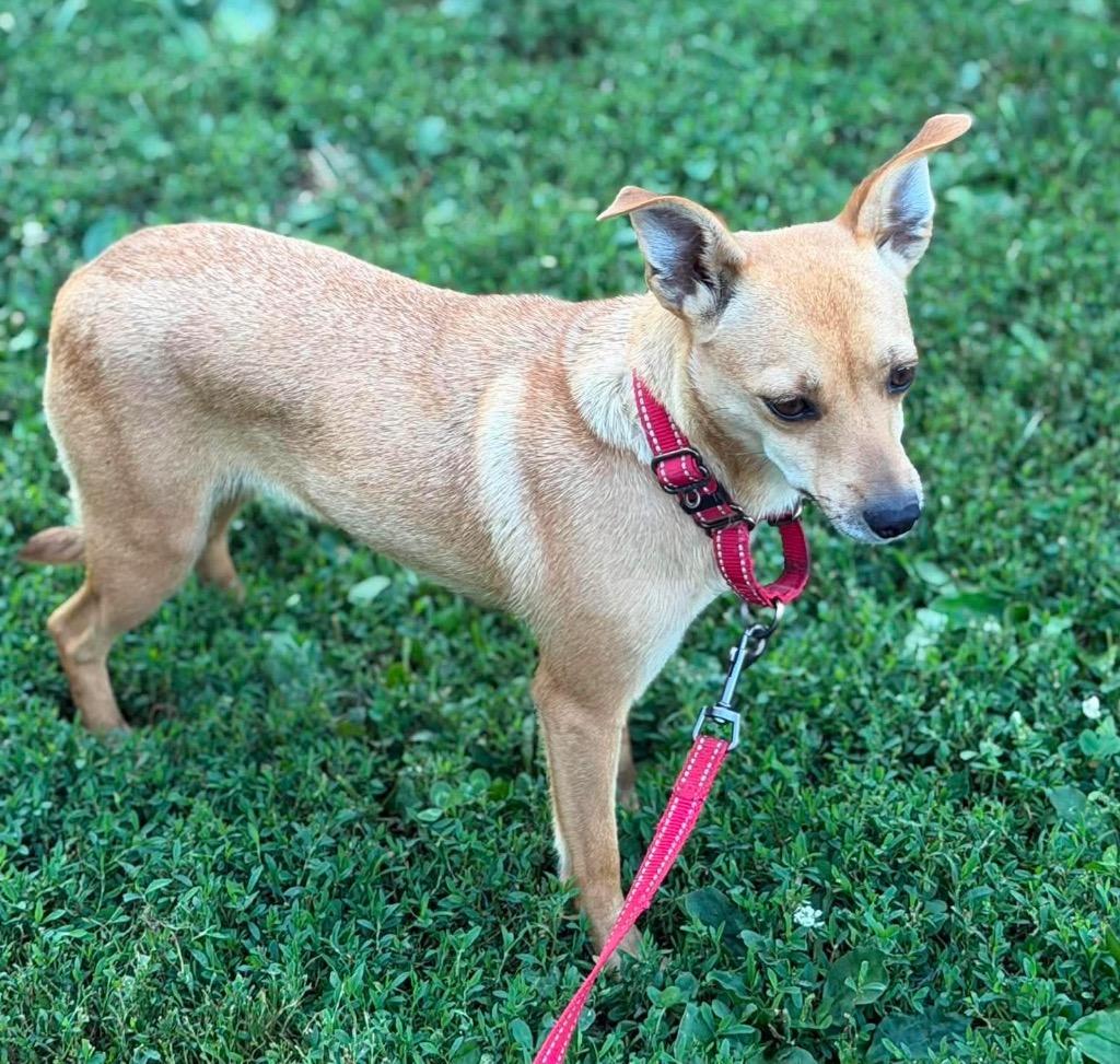 Enlarge Revlon, a Adoptable mixed breed in Decatur, IN image 2/6