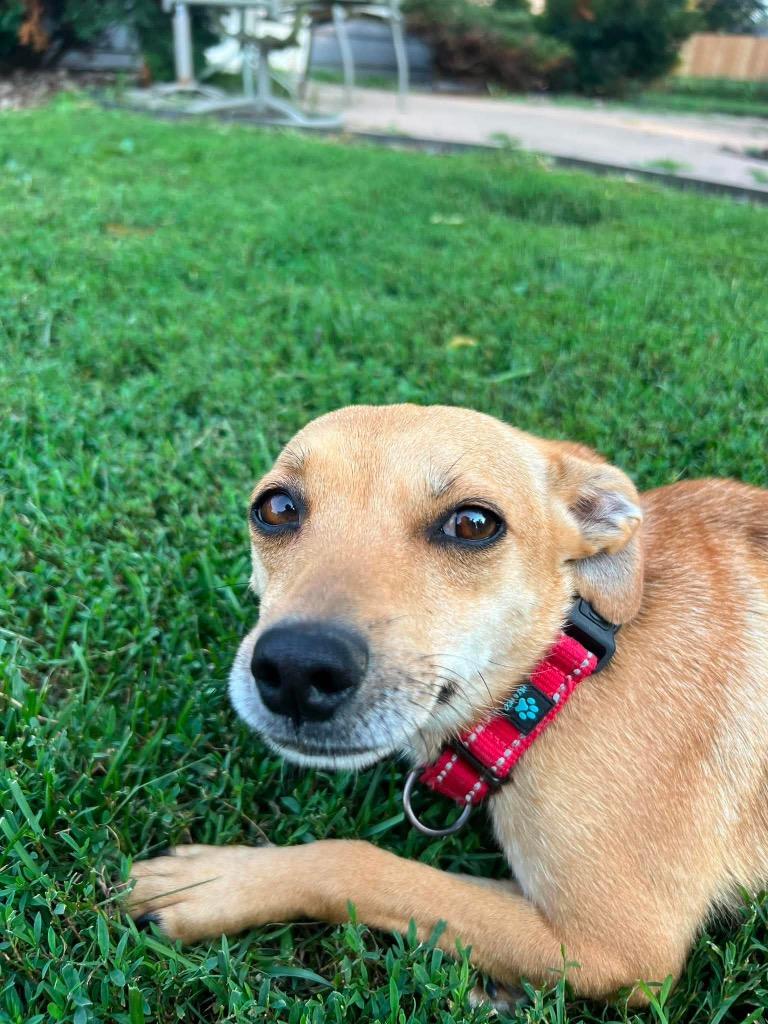 Enlarge Revlon, a Adoptable mixed breed in Decatur, IN image 3/6
