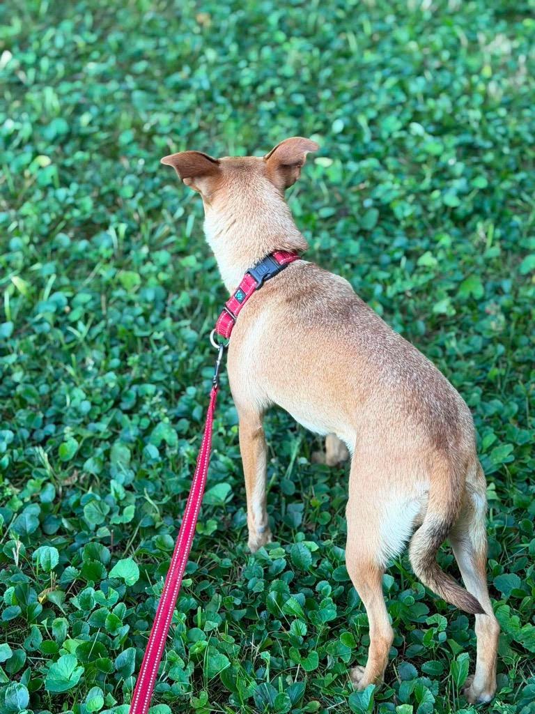 Enlarge Revlon, a Adoptable mixed breed in Decatur, IN image 4/6