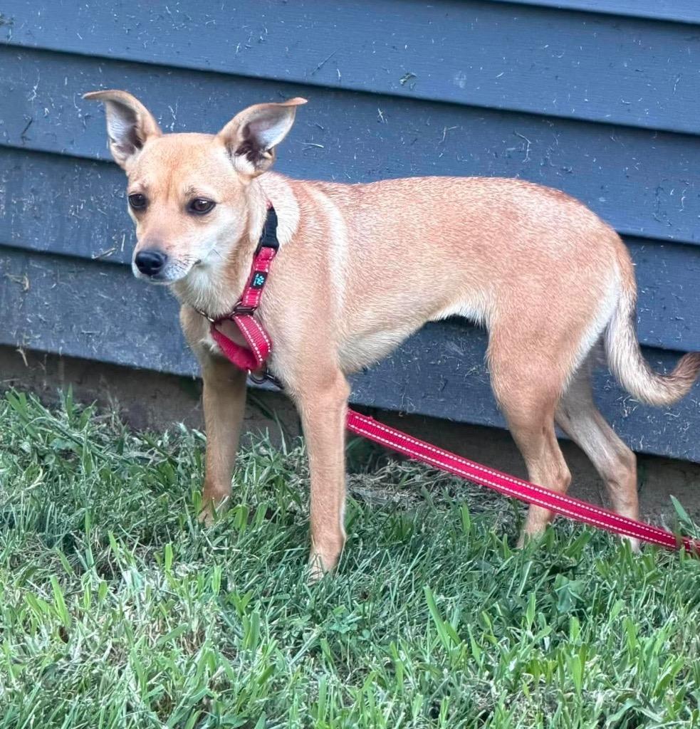 Enlarge Revlon, a Adoptable mixed breed in Decatur, IN image 5/6