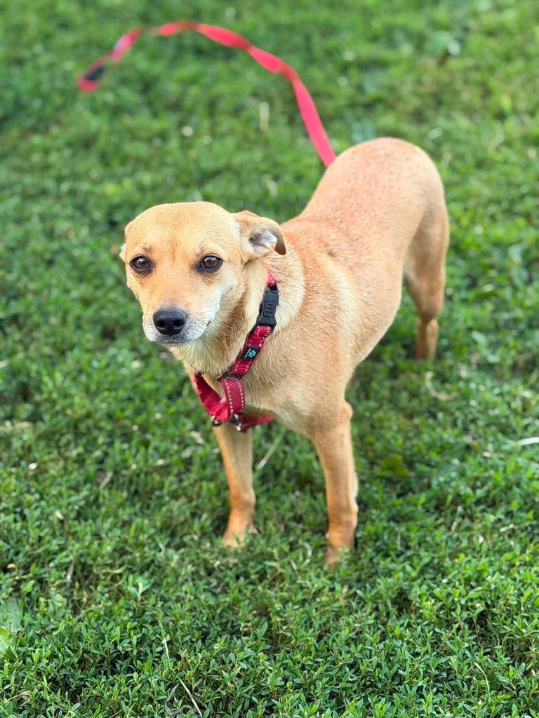 Enlarge Revlon, a Adoptable mixed breed in Decatur, IN image 6/6