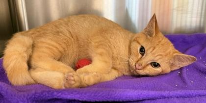 Jiff, Adoptable, Kitten Male Domestic Short Hair & Domestic Short Hair.