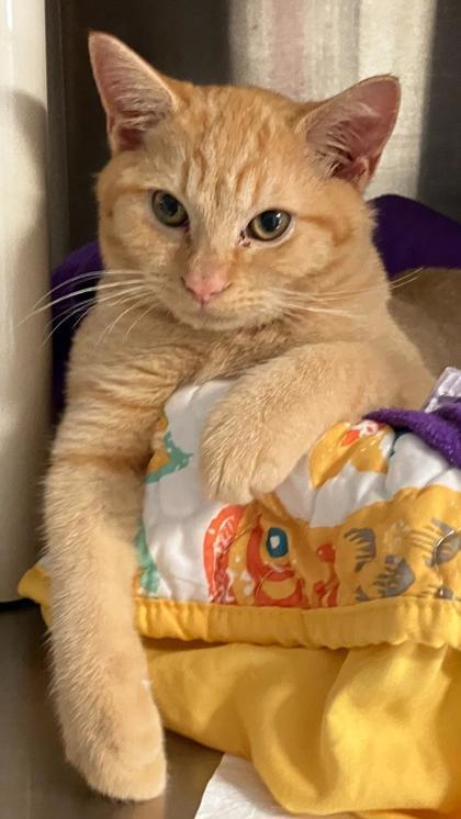 Enlarge Jiff, a Adoptable mixed breed in Venice, FL image 2/3