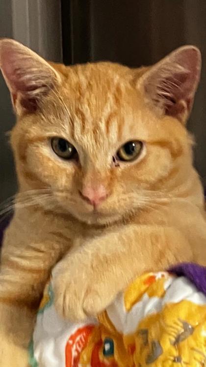 Enlarge Jiff, a Adoptable mixed breed in Venice, FL image 3/3