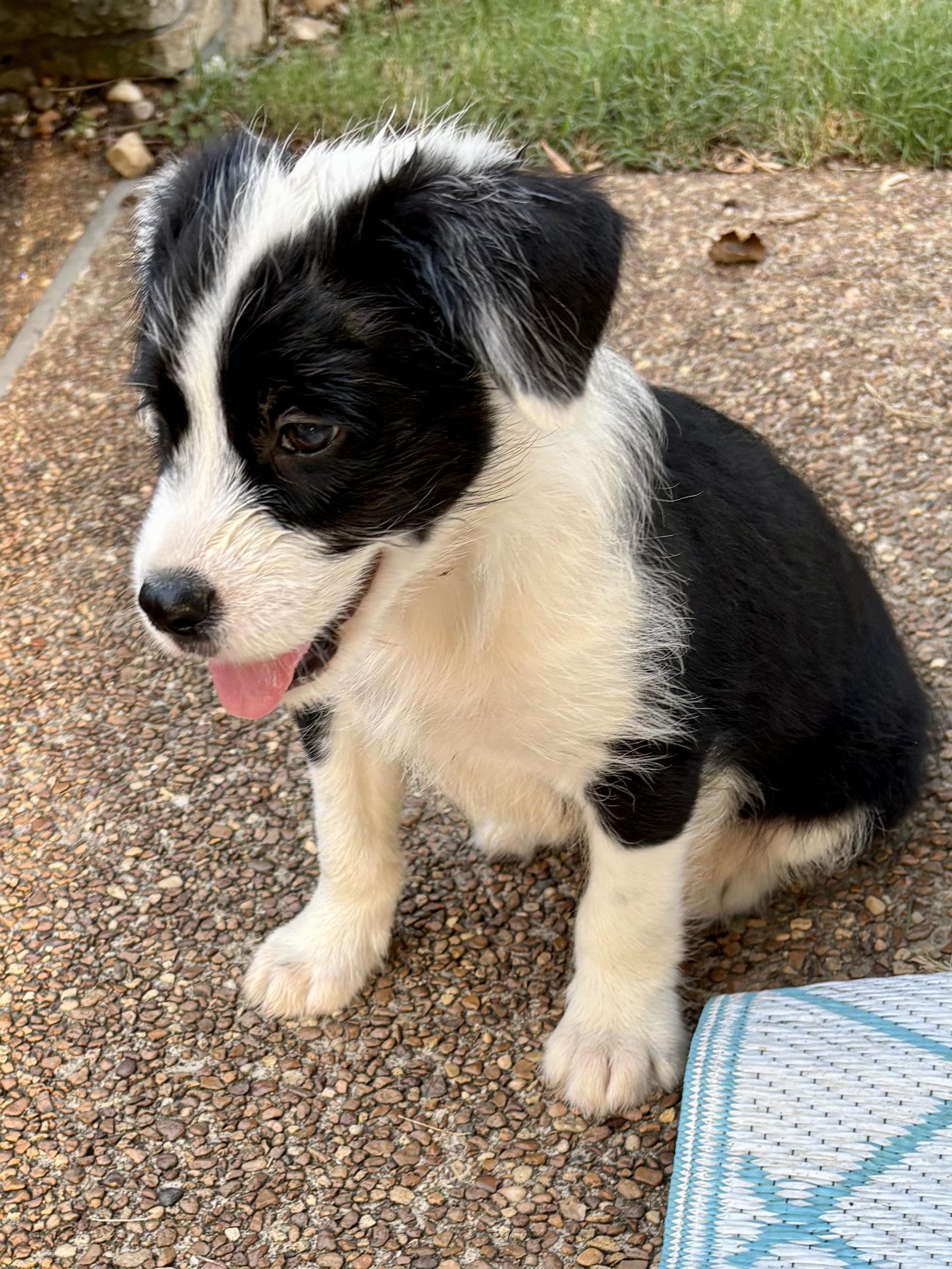 Enlarge Daisy, a Adopted Australian Shepherd in Chicago , IL image 3/3