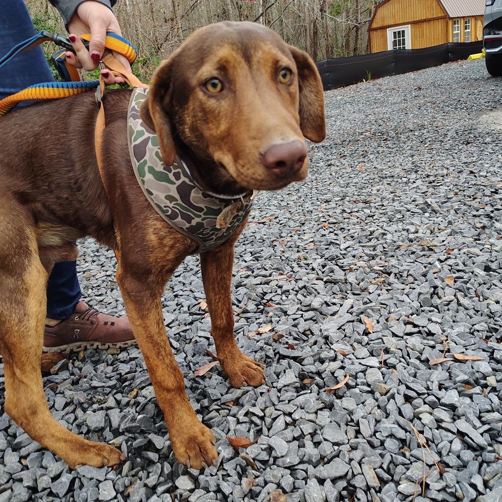 Enlarge Diego, a Adoptable mixed breed in Wilmington, NC image 5/5