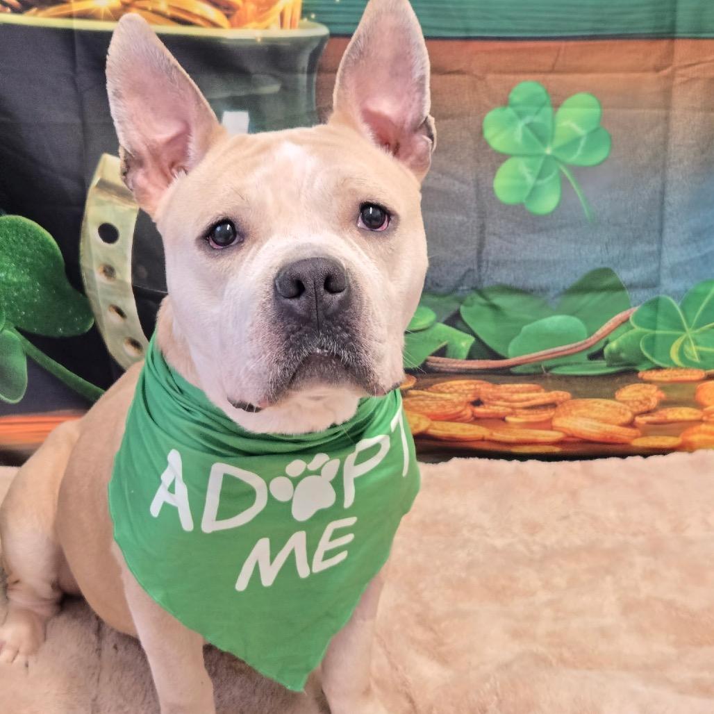 Alani, Adoptable, Adult Female French Bulldog & Mixed Breed.