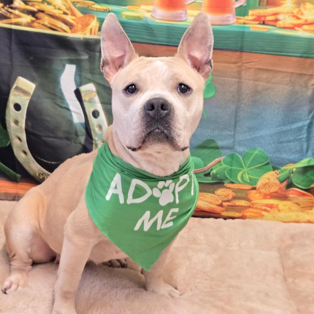 Enlarge Alani, a Adoptable mixed breed in Pennsville, NJ image 2/6