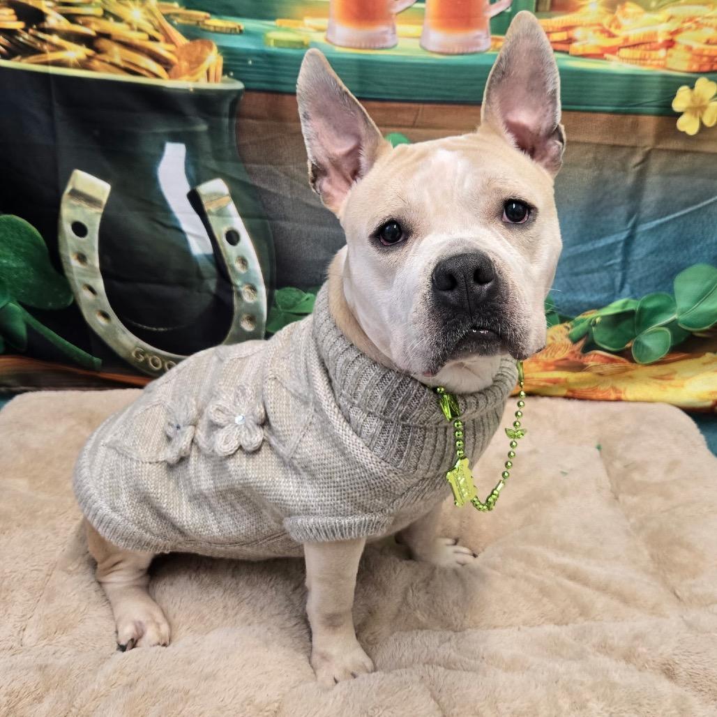 Enlarge Alani, a Adoptable mixed breed in Pennsville, NJ image 3/6