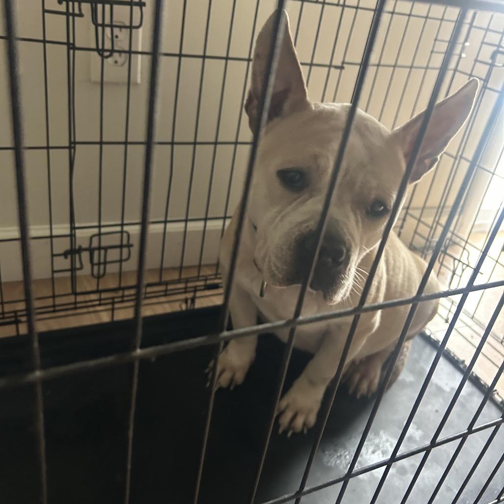 Enlarge Alani, a Adoptable mixed breed in Pennsville, NJ image 4/6
