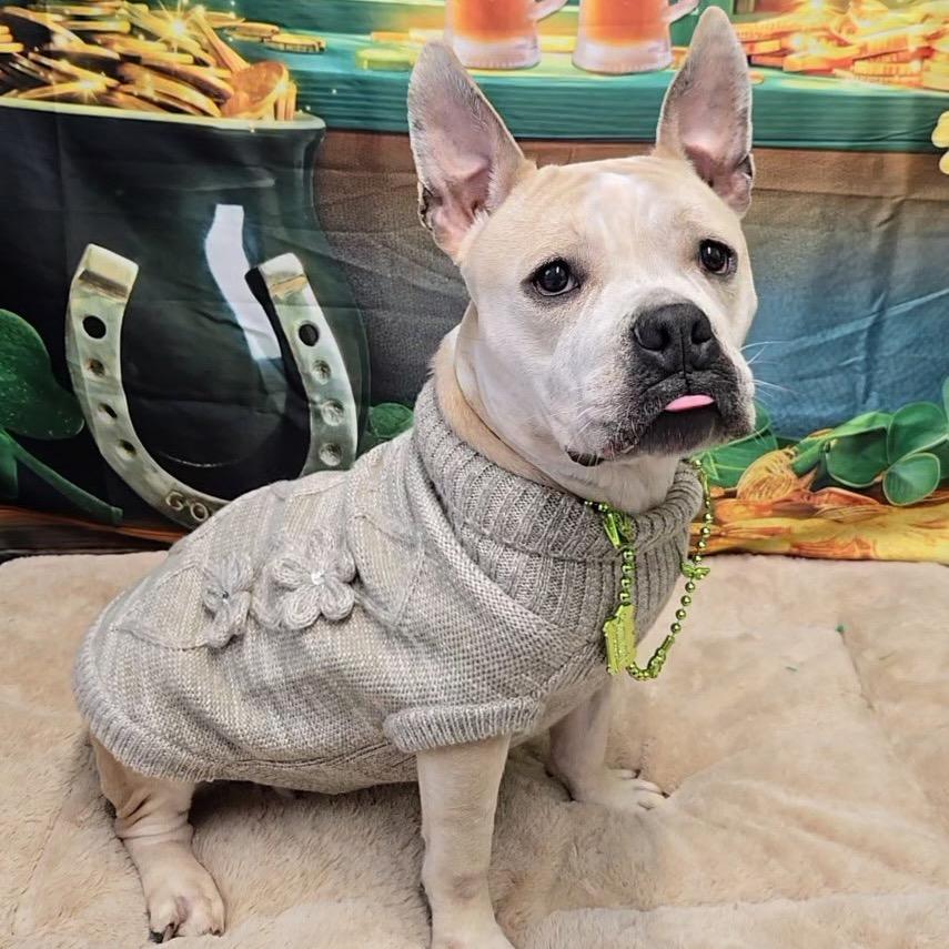 Enlarge Alani, a Adoptable mixed breed in Pennsville, NJ image 5/6