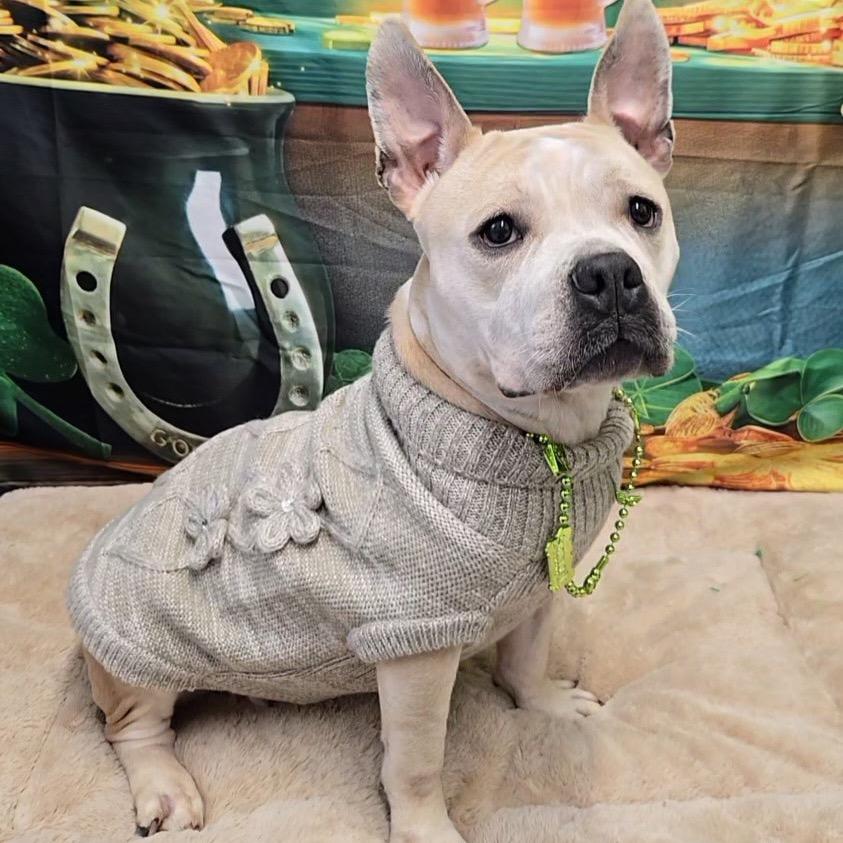 Enlarge Alani, a Adoptable mixed breed in Pennsville, NJ image 6/6