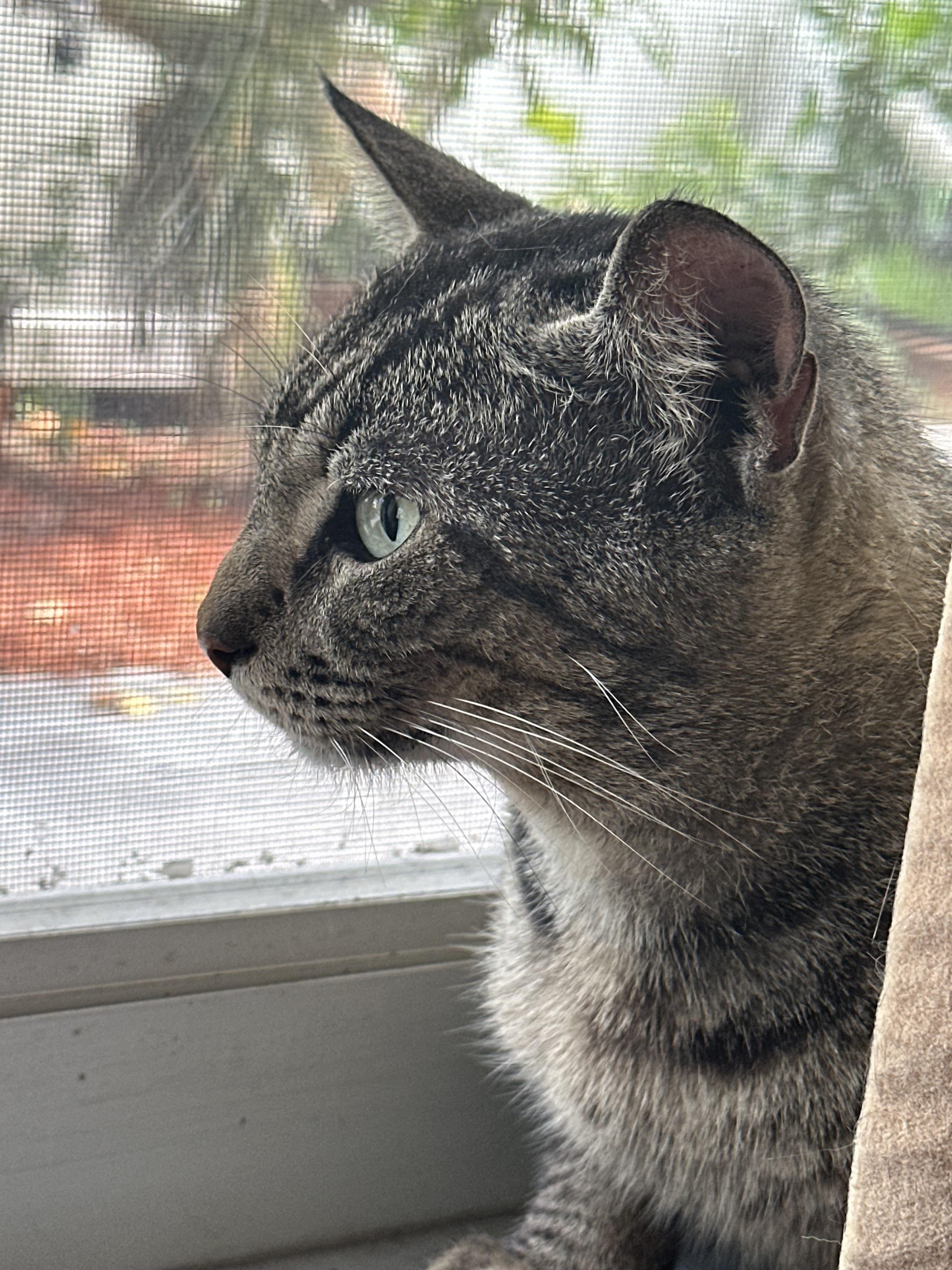Milton, a ADOPTABLE Tabby in Pompano Beach, FL image 2/3