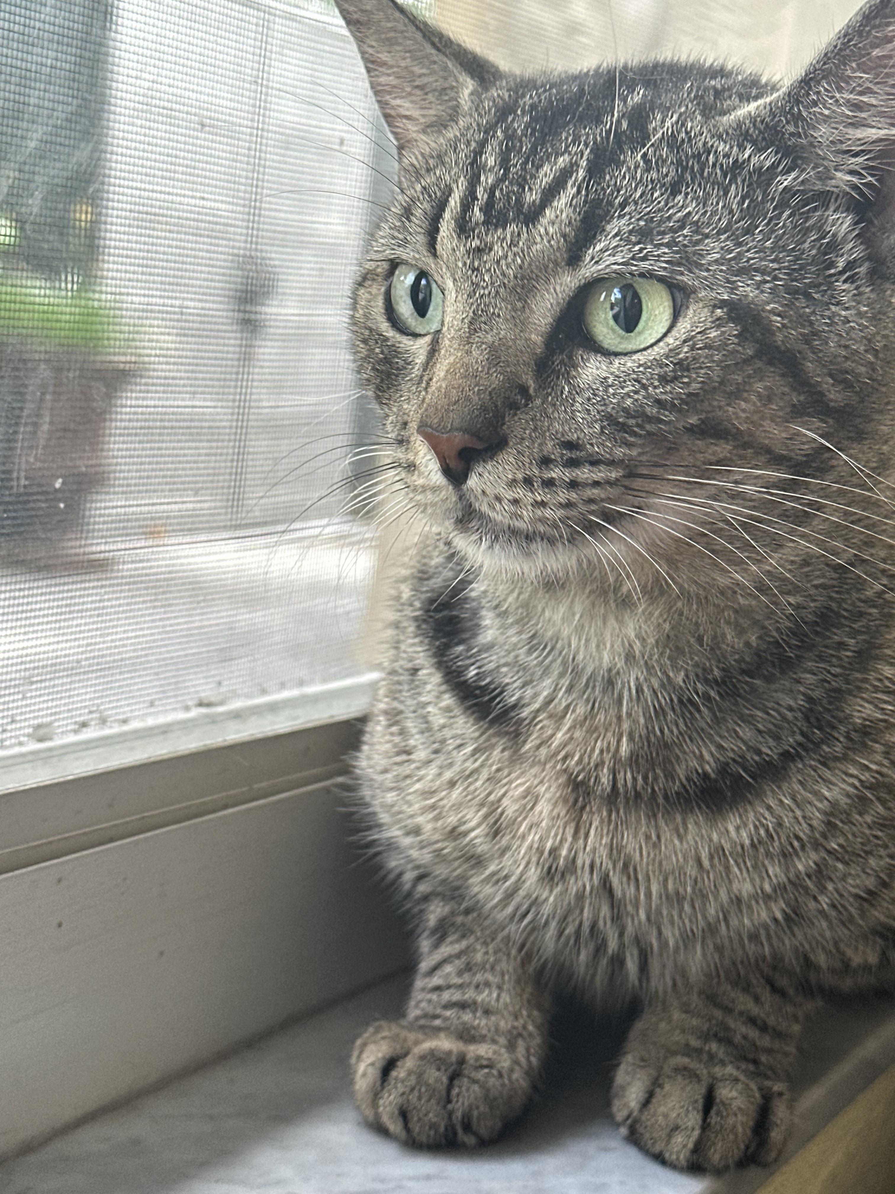 Milton, ADOPTABLE, Adult Male Tabby.