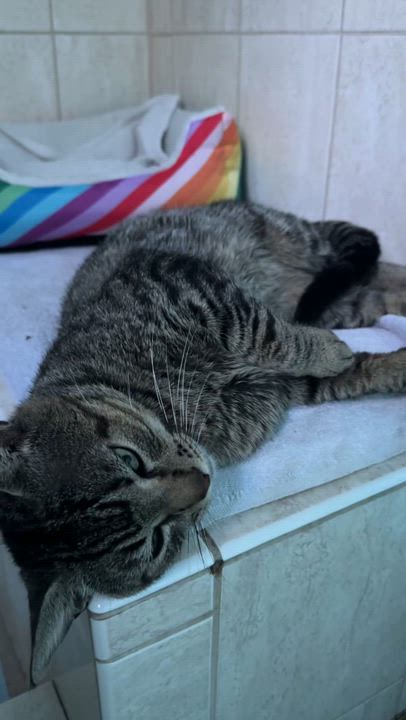 Enlarge Milton, a ADOPTABLE Tabby in Pompano Beach, FL video 3/3