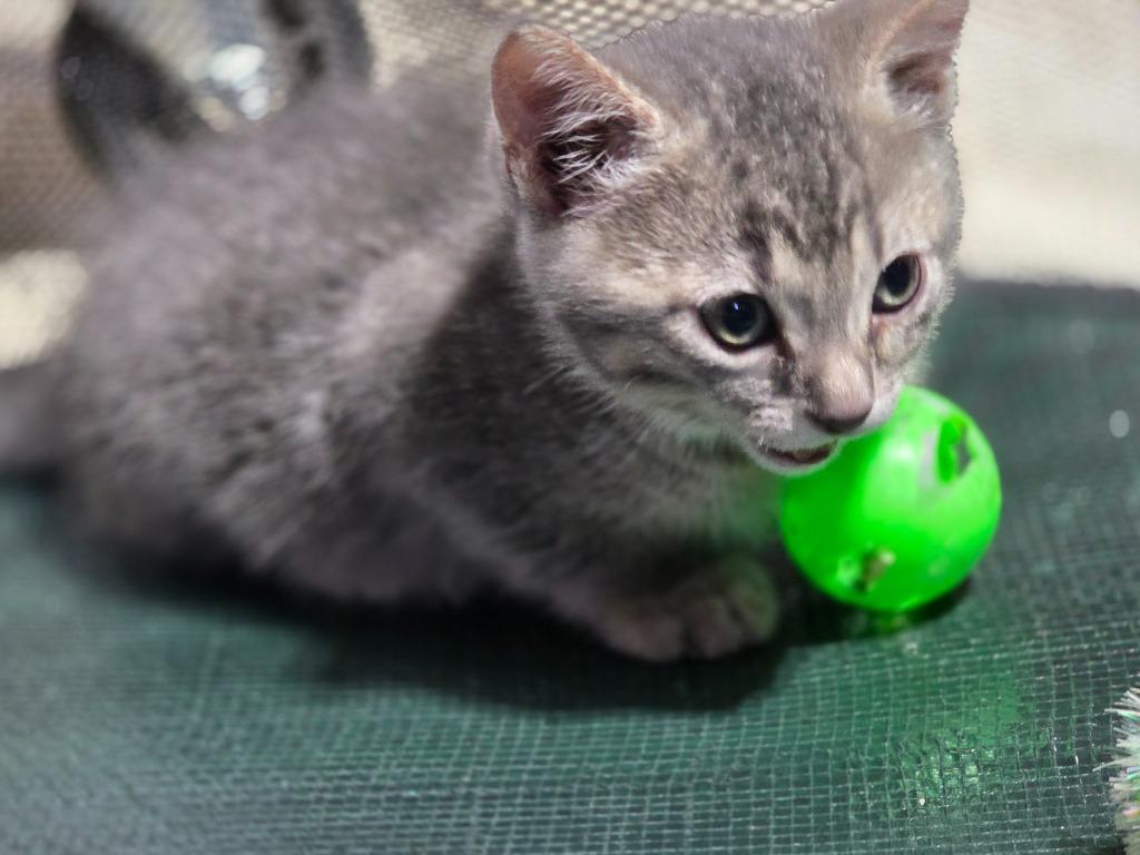 Finn (O46) nka Toji, a Adopted mixed breed in Minot, ND image 2/2