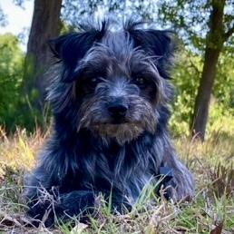 Dorothy - Bunny, an adopted mixed breed in Smithfield, NC image 6/6