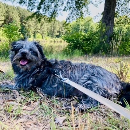 Dorothy - Bunny, an adopted mixed breed in Smithfield, NC image 5/6