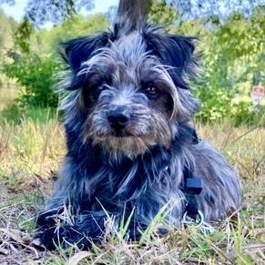 Dorothy - Bunny, adopted, Young Female Cairn Terrier & Wirehaired Terrier.