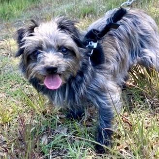 Dorothy - Bunny, an adopted mixed breed in Smithfield, NC image 2/6