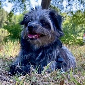 Dorothy - Bunny, an adopted mixed breed in Smithfield, NC image 4/6