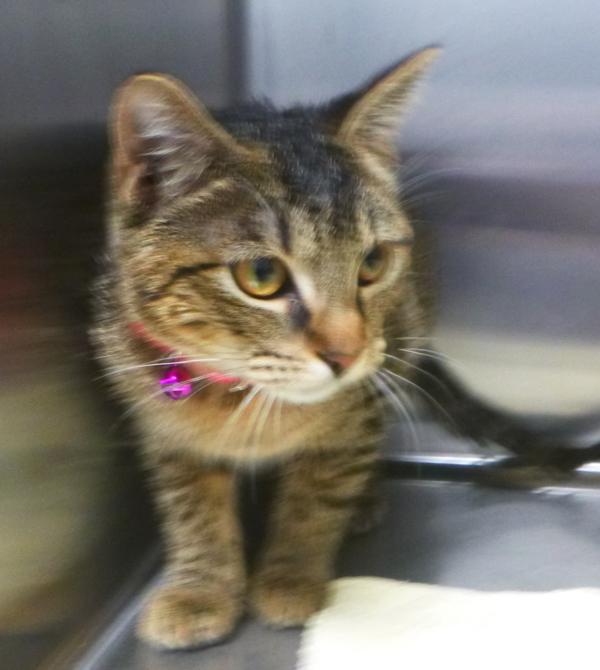Enlarge Velma, a Adoptable mixed breed in Lafayette, LA image 1/1