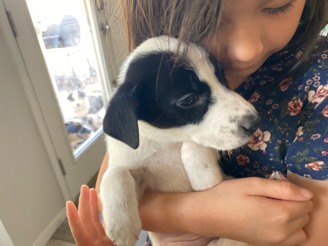 Enlarge Sugar - Lab/Pointer Cuddle Bug Girl, a Adopted mixed breed in Oro Valley, AZ image 1/4