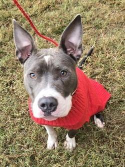 Enlarge DA 6 Jules, a Adoptable mixed breed in Glen Allen, VA image 1/3