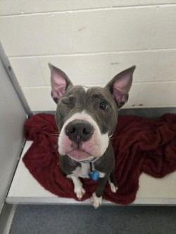 Enlarge DA 6 Jules, a Adoptable mixed breed in Glen Allen, VA image 2/3